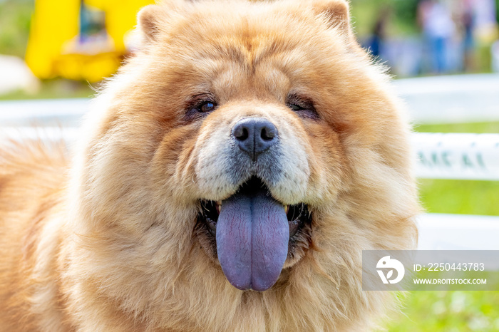 Chow chow dog, dog close-up portrait in sunny weather