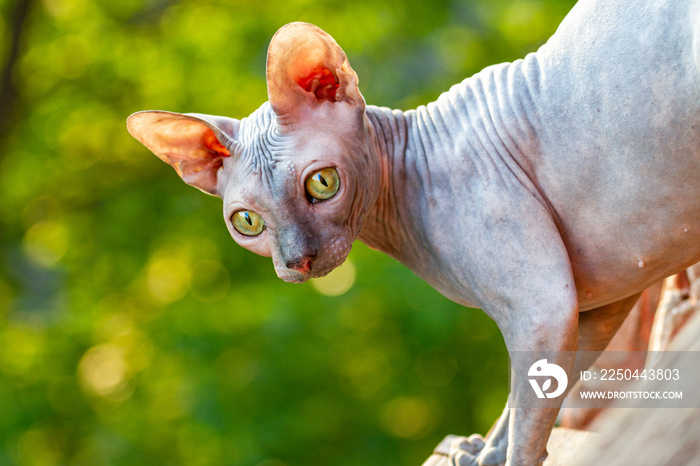 Sphynx cat in spring looks from the apartment to the street