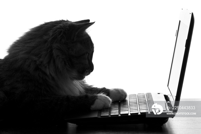 一只顽皮的猫躺在上网本键盘上的画像