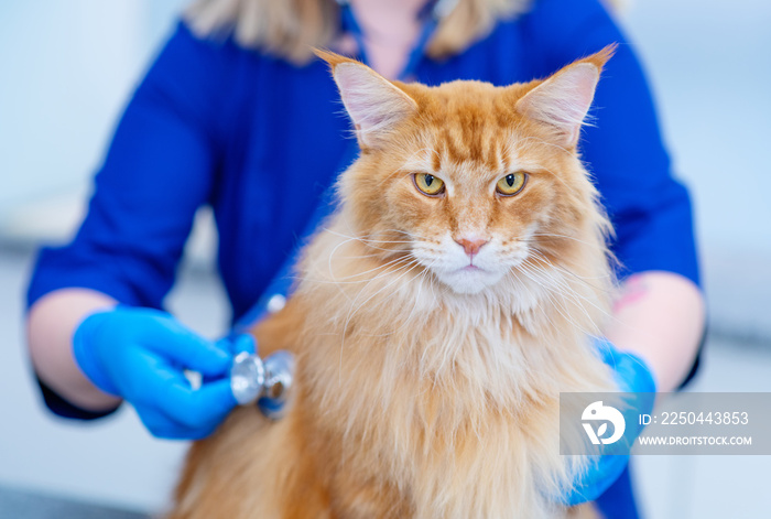 Veterinarian examining cat with stethoscope in clinic