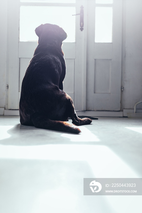 Waiting for his owner