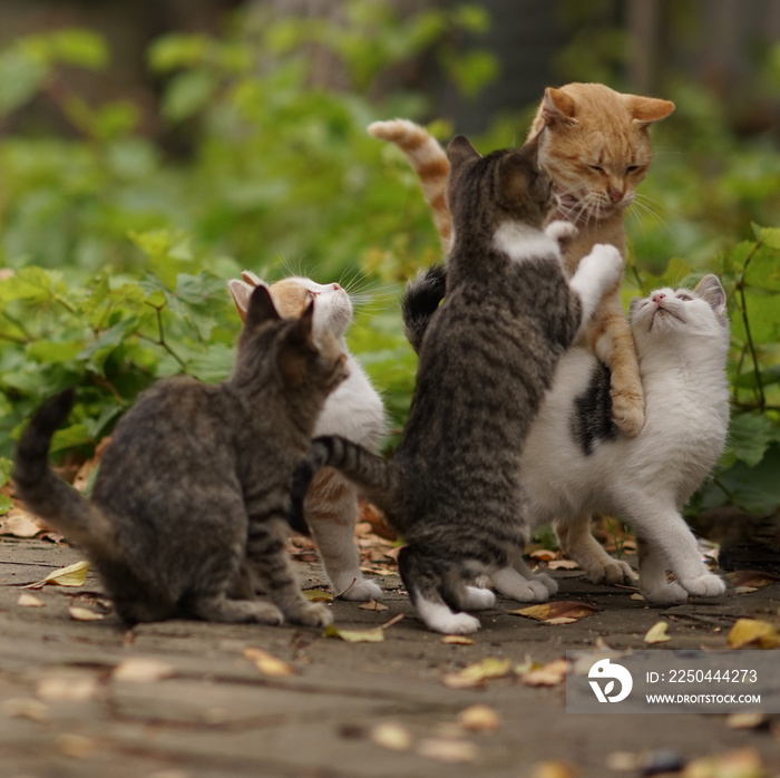 funny cats play and jump in the autumn park.