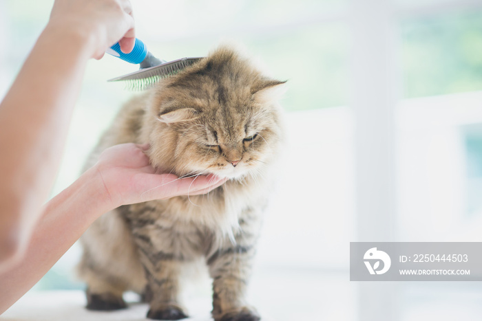 女人用梳子刷波斯猫