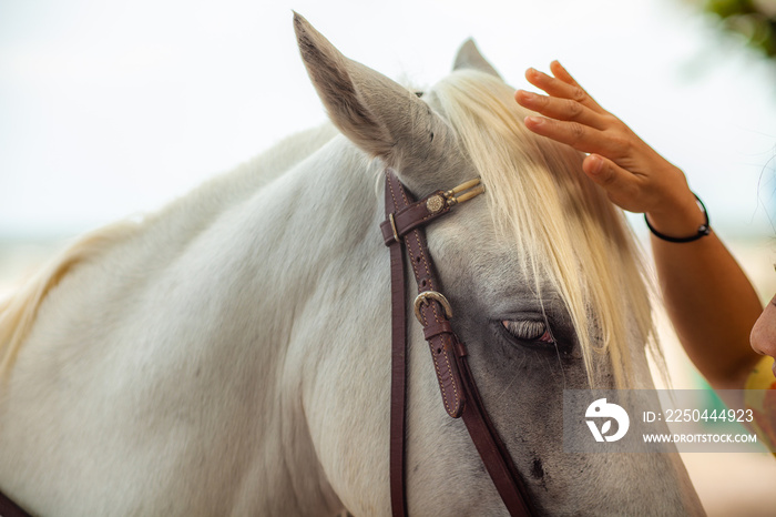 一匹马的特写肖像。女性抚摸、温柔和照顾白马。