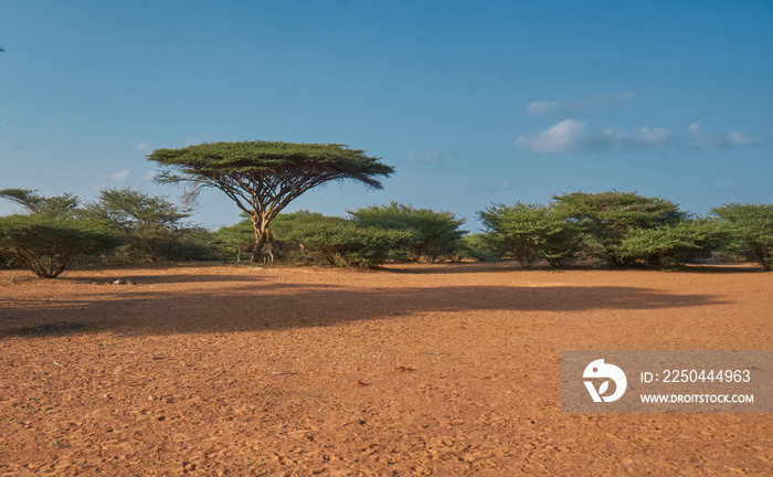 Djibouti bush lands