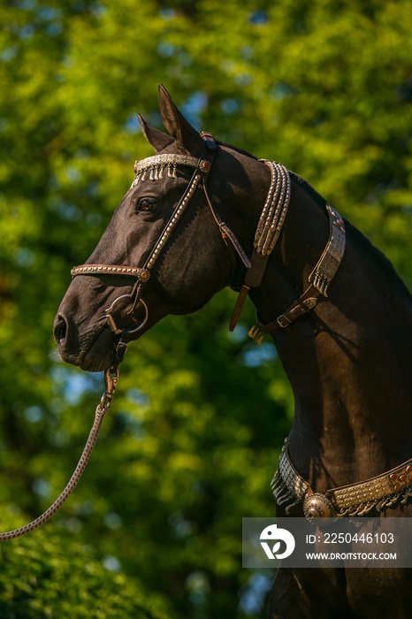 In profile portrait of beautiful young dark brown stallion of Akhal Teke horse breed with fancy silv