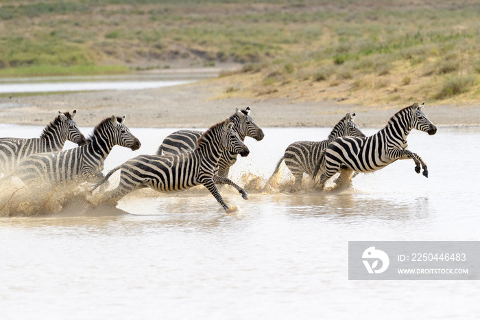 普通或平原斑马（Equus quagga）群，在飞溅的水中快速奔跑，恩戈罗戈罗火山口国家