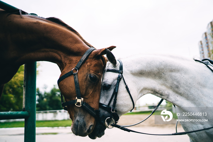 Two purebred horses in love touching noses on ranch