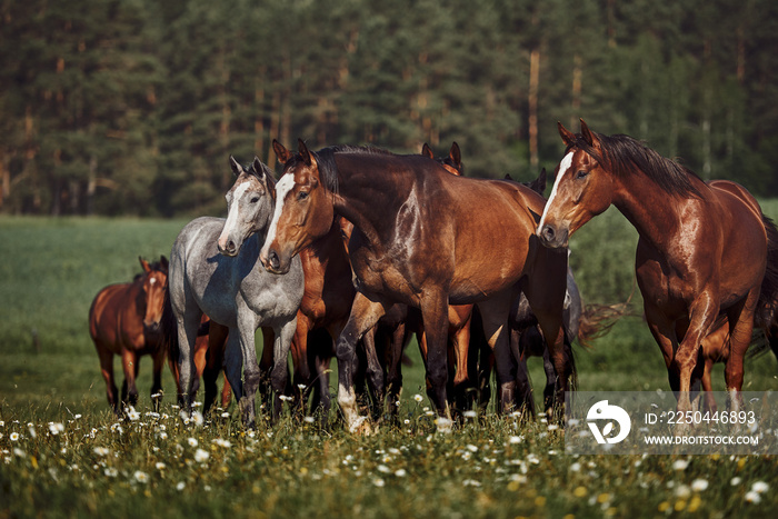 A herd of young horses on pasture