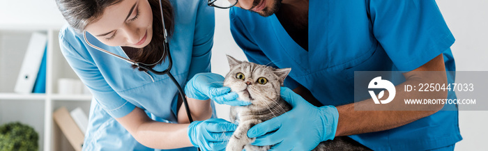 panoramic shot of two attentive veterinarians examining cute scottish straight cat with stethoscope