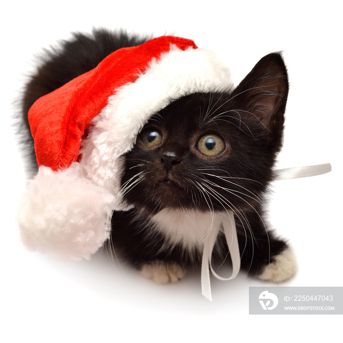 戴着圣诞老人帽子的小猫