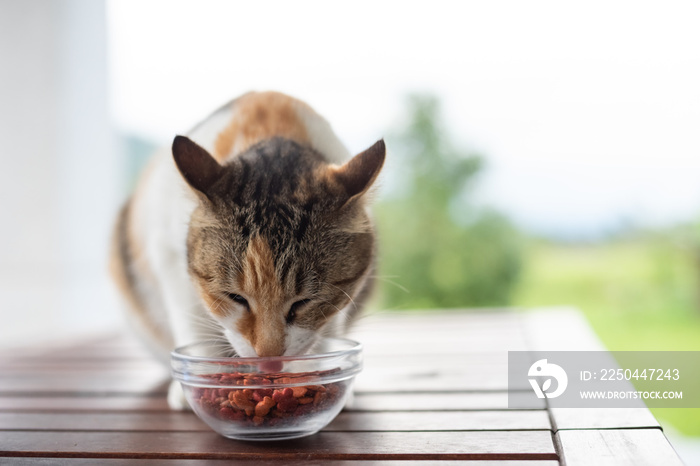 猫吃宠物食品