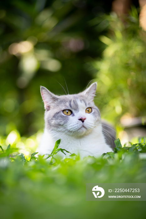 苏格兰折叠猫坐在绿草如茵的花园里。白色小猫看起来很聪明