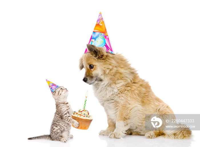 cat congratulates dog on his birthday. isolated on white