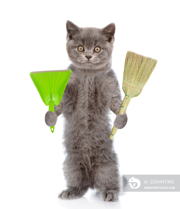 Cat holds broom and scoop. Concept cleaning up dog droppings. isolated on white background