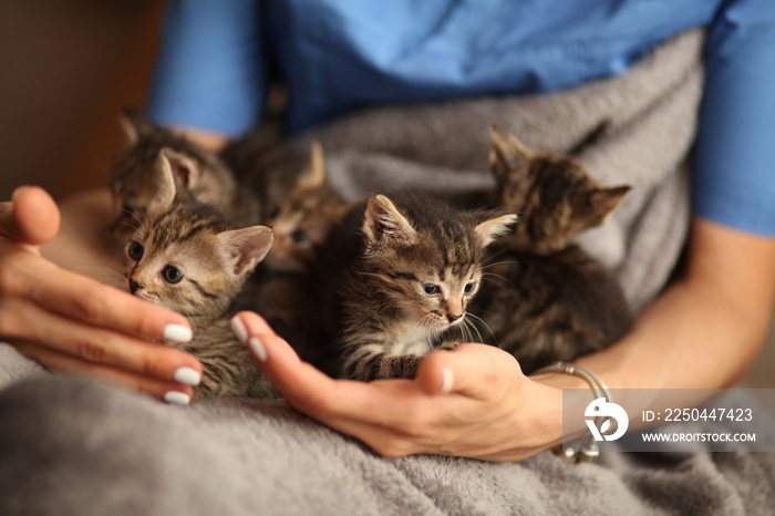 Brood of little cute kittens on blanket. Care in animal shelter.