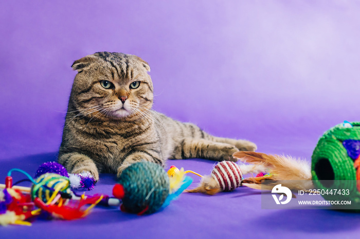 这只条纹、折叠的猫坐在紫色的单声道背景上。猫的明亮玩具散落一地。Th