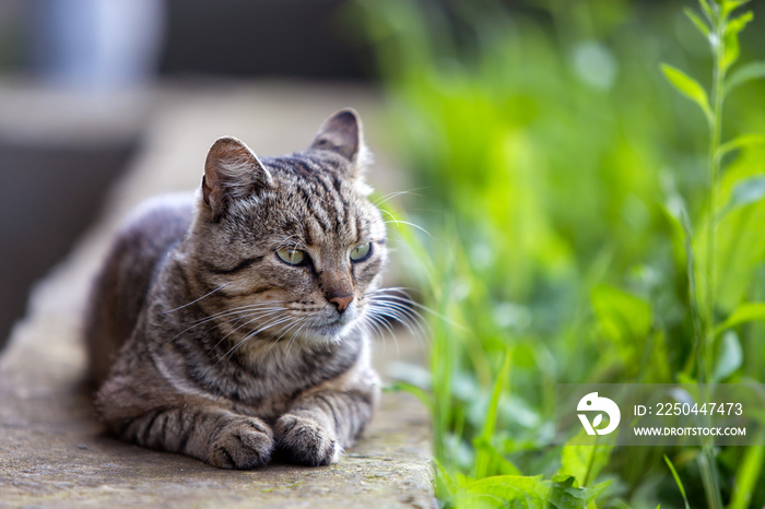 大家猫享受温暖的夏季天气。