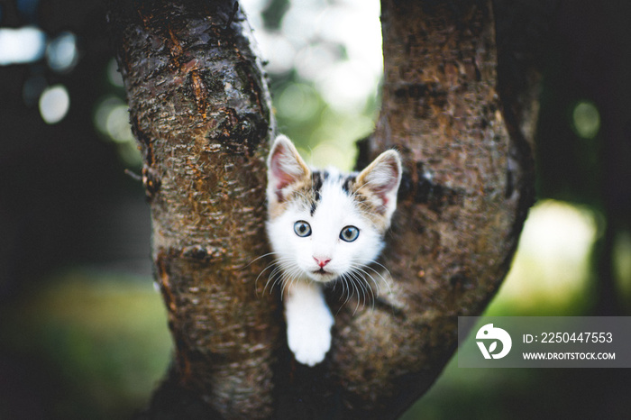 有趣的白色小猫坐在树上。家猫的肖像。