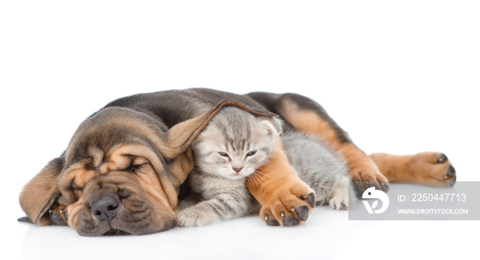熟睡的猎犬小狗拥抱小猫。隔离在白色背景上