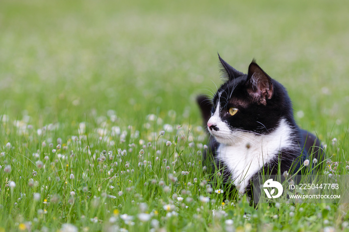 young domestic cat lying in grass and daisies