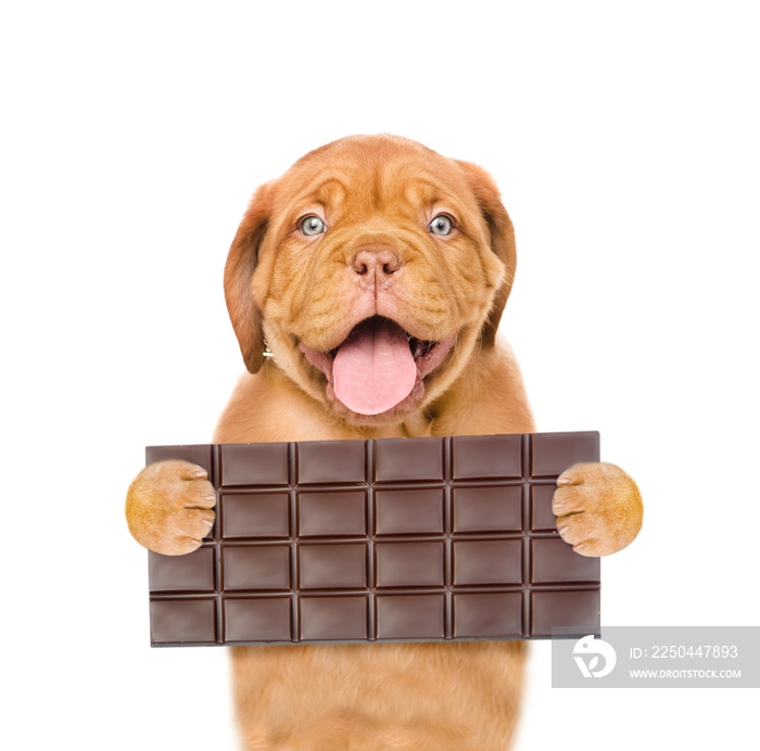 獒犬用爪子抓着黑巧克力。隔离在白色背景上