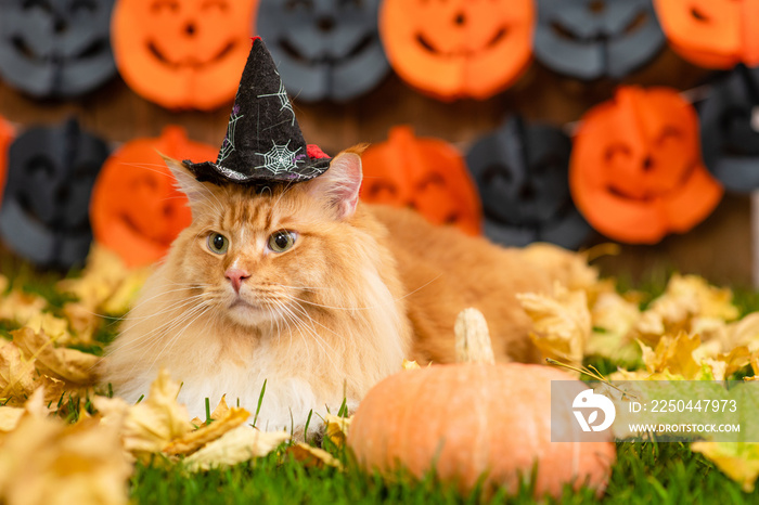 Adult maine coon cat wearing witch halloween hat  lying on autumn grass with pumpkin