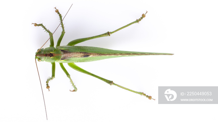 Big green grasshopper on white background close up