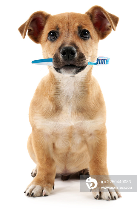 Cute puppy with tooth brush, isolated on white