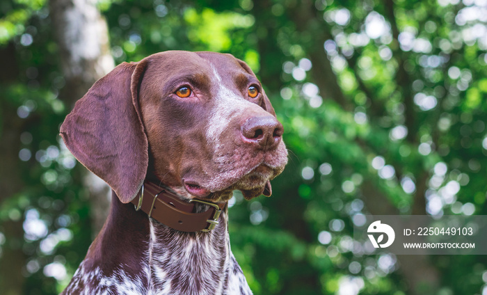 Portrait  close-up of dog breed german shorthaired pointer against green trees in the woods_