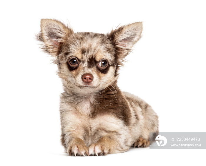 lying down Chihuahua, isolated on white