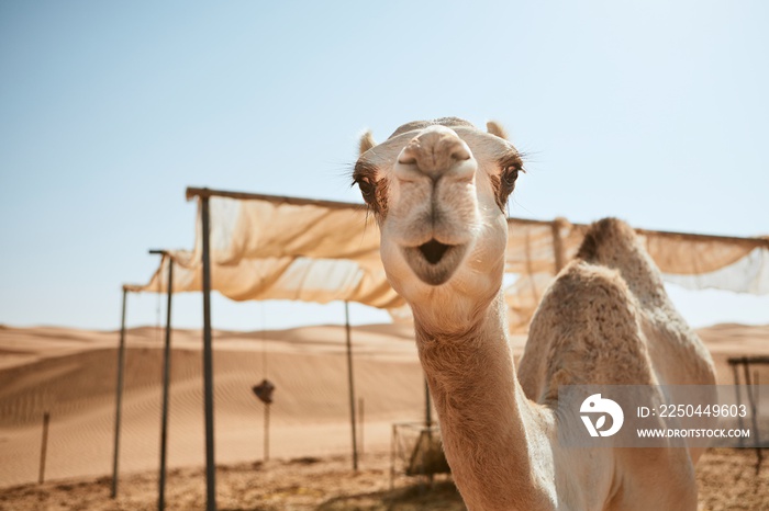 Curious camel in desert