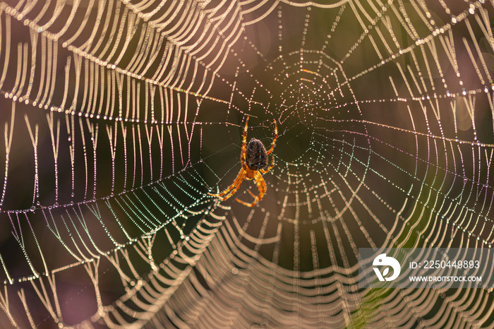 一只欧洲花园蜘蛛（十字蛛，Araneus diadematus）在其带露珠的蛛网中的特写
