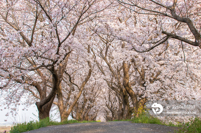 流川の桜並木 Row of cherry blossom trees 福岡県うきは市
