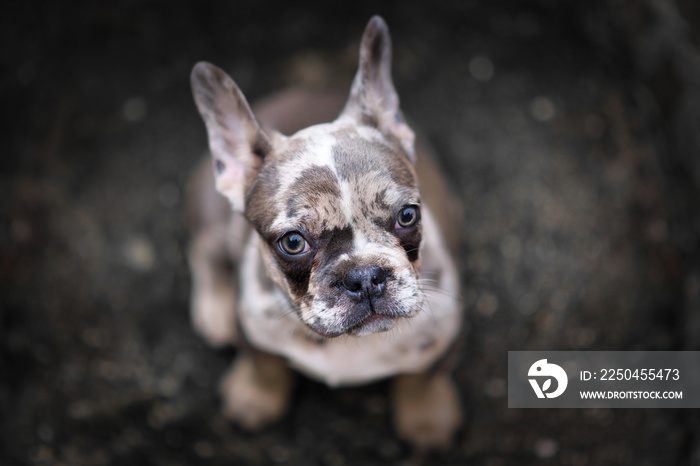 可爱的merle色法国斗牛犬幼犬，斑点斑驳，从黑暗的地面上抬起头来