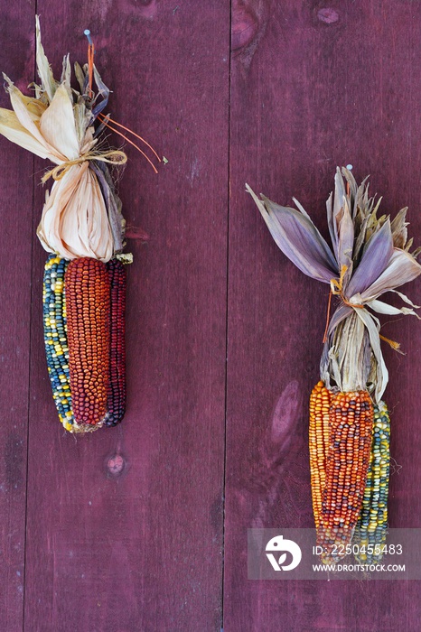 Decorative Indian corn with colorful kernels on a red barn wall in the fall