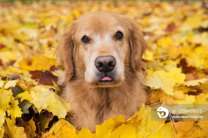 Golden Retriever Dog in a pile of bright yellow, colorful Fall leaves