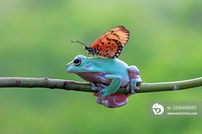 矮蛙与蝴蝶最好的朋友，蝴蝶降落在矮蛙身上
