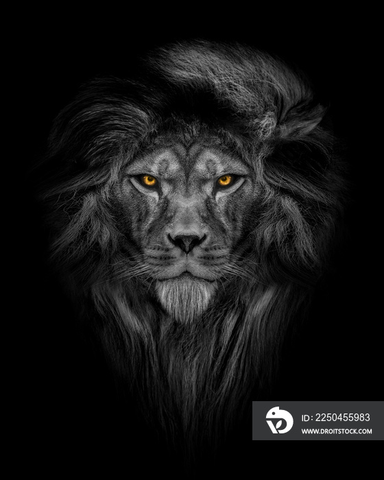 非洲雄狮，黑白相间但有彩色眼睛的野生动物