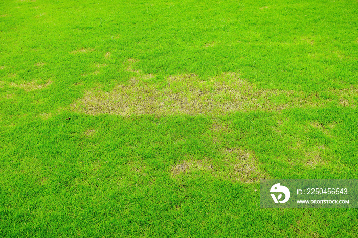 病虫害对绿色草坪造成大量破坏，草坪状况不佳，需要维护