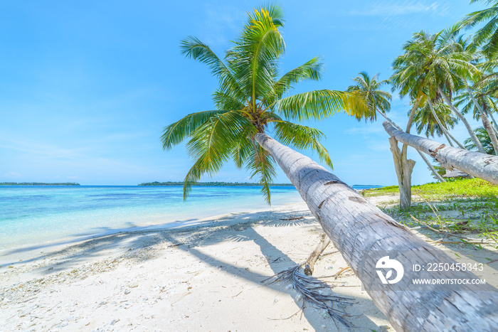 White sand beach with coconut palm trees turquoise blue water coral reef, tropical travel destinatio