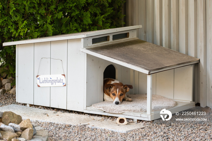 Der Lieblingsplatz unseres Hundes in seiner Hundehütte