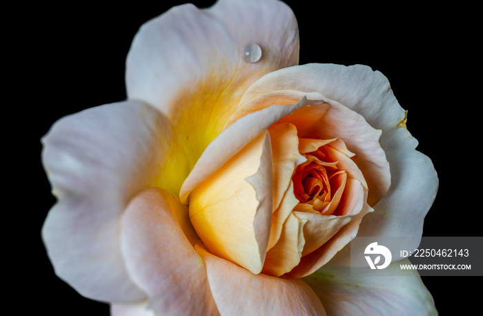 孤立的明亮橙白色玫瑰花朵宏观，黑色背景，彩色美术静物图像