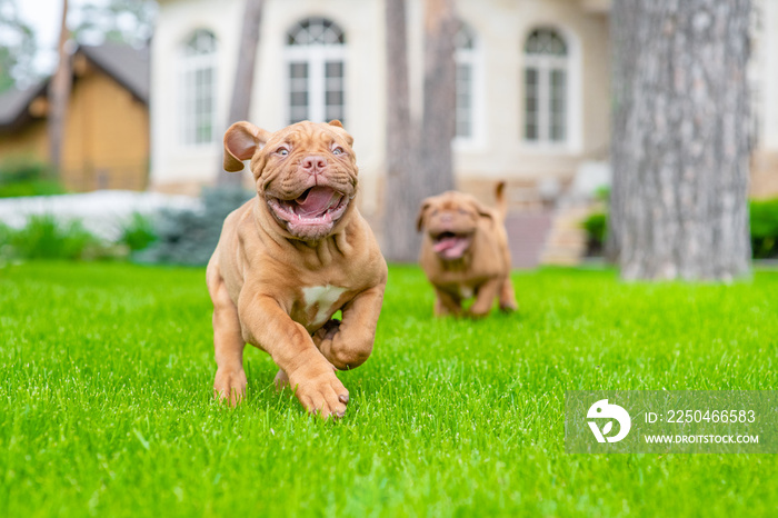 Group of a  mastiff puppy runs on the green summer grass