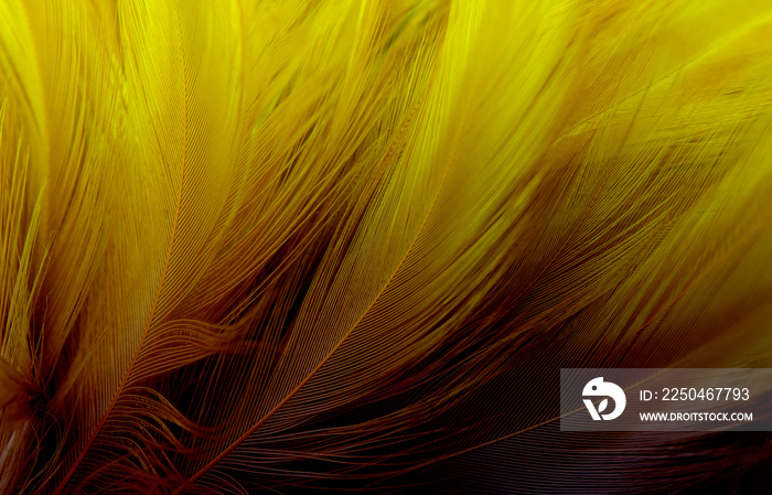 Macro photo of beautiful yellow dark feathers vintage texture line background.