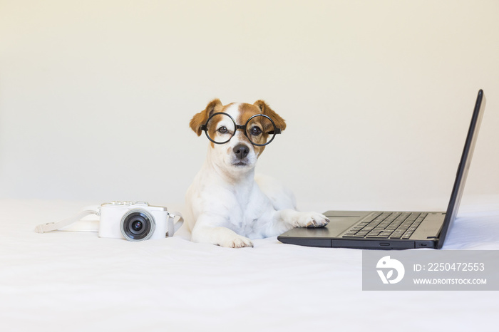 可爱的小狗坐在床上用笔记本电脑工作。旁边戴着眼镜和相机。P