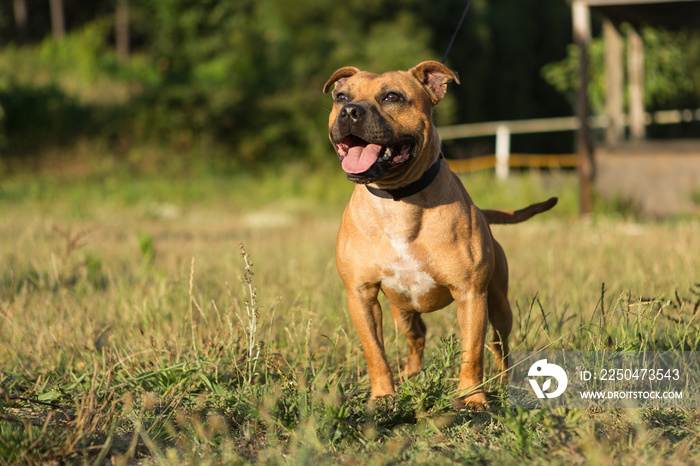 Staffordshire bull terrier