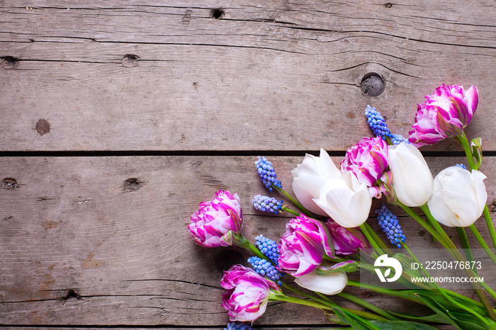 Violet and white tulips and muscaries flowers on aged wooden  background.