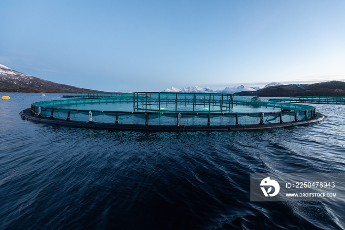 Norwegen的Aquakultur，Fjordwasser的Netzgehege的kontrollierte Aufzucht von Lachsen