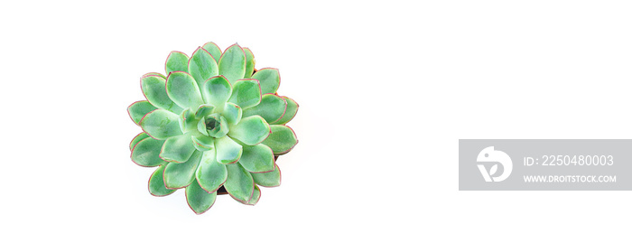 Minimalist modern banner with beautiful green succulent isolated on white background. Flat lay, top 